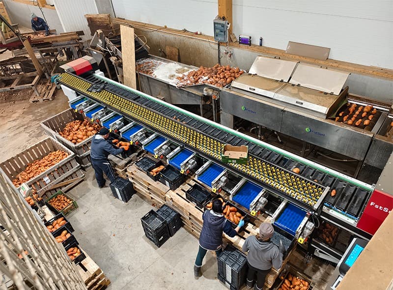 images/1739011771923sweet potato grading packing machine.jpg